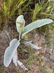 Hermas gigantea