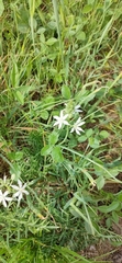 Ornithogalum narbonense