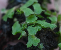 Mannia gracilis