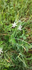 Ornithogalum narbonense