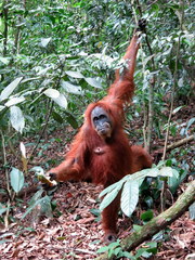 Pongo abelii