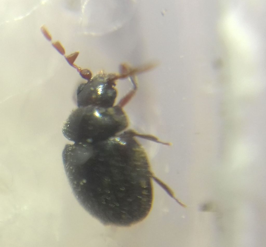 Caenocara affine