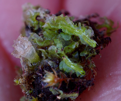 Fossombronia longiseta