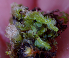 Fossombronia longiseta