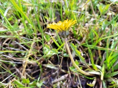 Taraxacum hollandicum