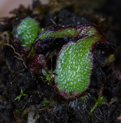 Mannia gracilis