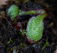 Mannia gracilis