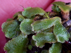 Mannia gracilis