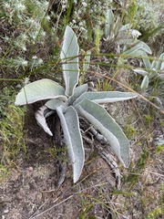 Hermas gigantea