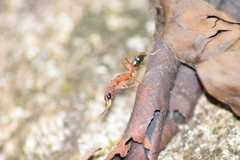 Harpegnathos saltator