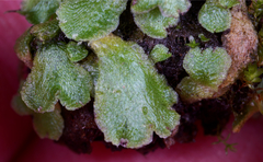 Mannia gracilis