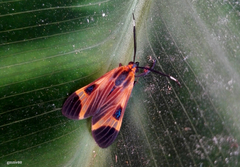 Dycladia emerita