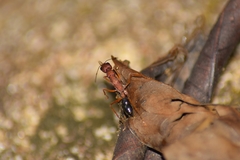 Harpegnathos saltator