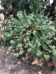 Lyonothamnus floribundus