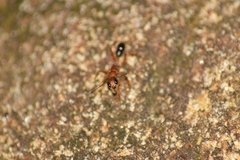 Harpegnathos saltator