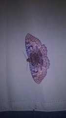 Erebus walkeri