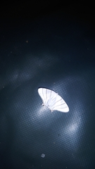 Urapteroides recurvata