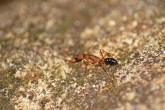 Harpegnathos saltator