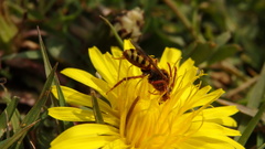 Nomada lathburiana