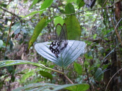 Pseudohaetera hypaesia