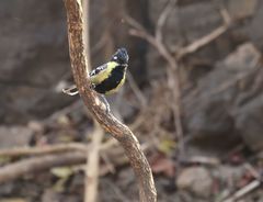 Machlolophus aplonotus