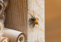 Osmia bicornis
