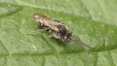 Nomada fabriciana