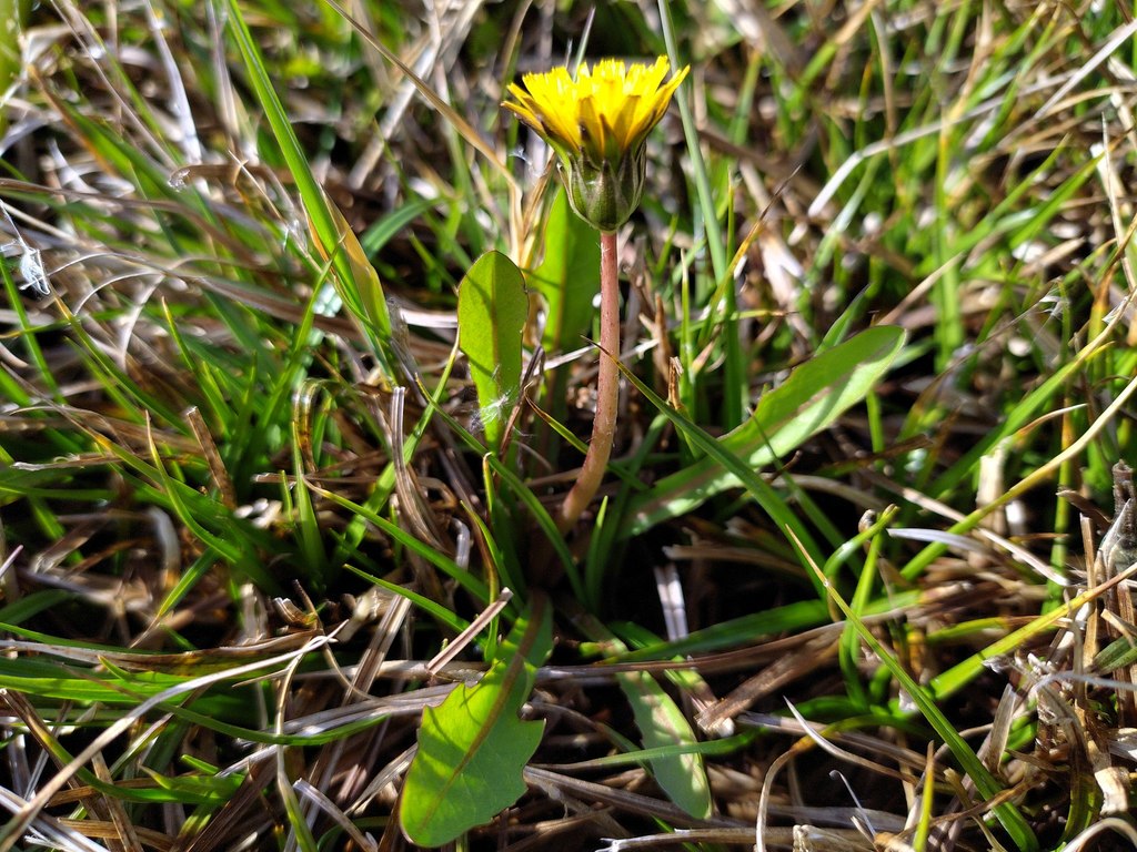 Dandelion