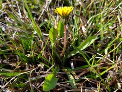 Taraxacum hollandicum