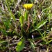 Taraxacum hollandicum - Photo (c) arthur_haendler, some rights reserved (CC BY-NC)