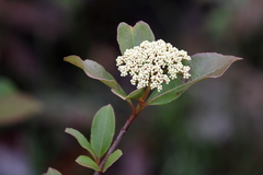 Viburnum nudum