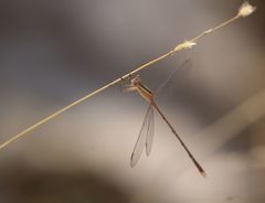 Lestes viridulus