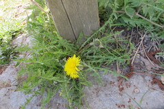 Taraxacum ruptifolium