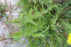 Taraxacum ruptifolium
