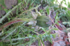 Taraxacum ruptifolium