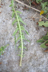 Taraxacum ruptifolium