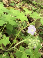 Hydrophyllum appendiculatum