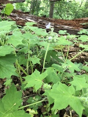 Hydrophyllum appendiculatum
