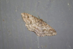 Melanolophia imitata