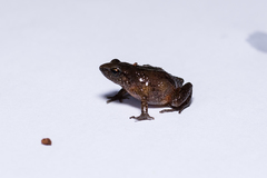 Arthroleptis xenodactyloides