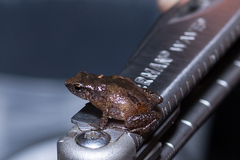 Arthroleptis xenodactyloides