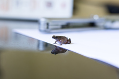 Arthroleptis xenodactyloides