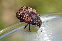 Anthribus fasciatus