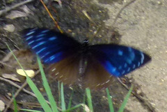 Papilio paradoxa