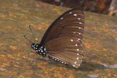 Papilio paradoxa