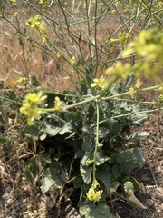 Hirschfeldia incana