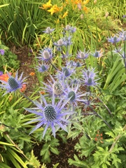 Eryngium amethystinum