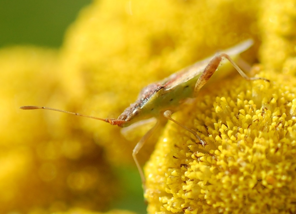 Harmostes reflexulus