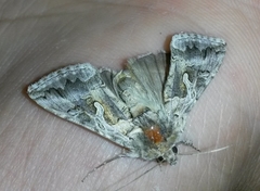 Cornutiplusia circumflexa