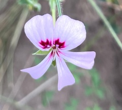 Pelargonium patulum